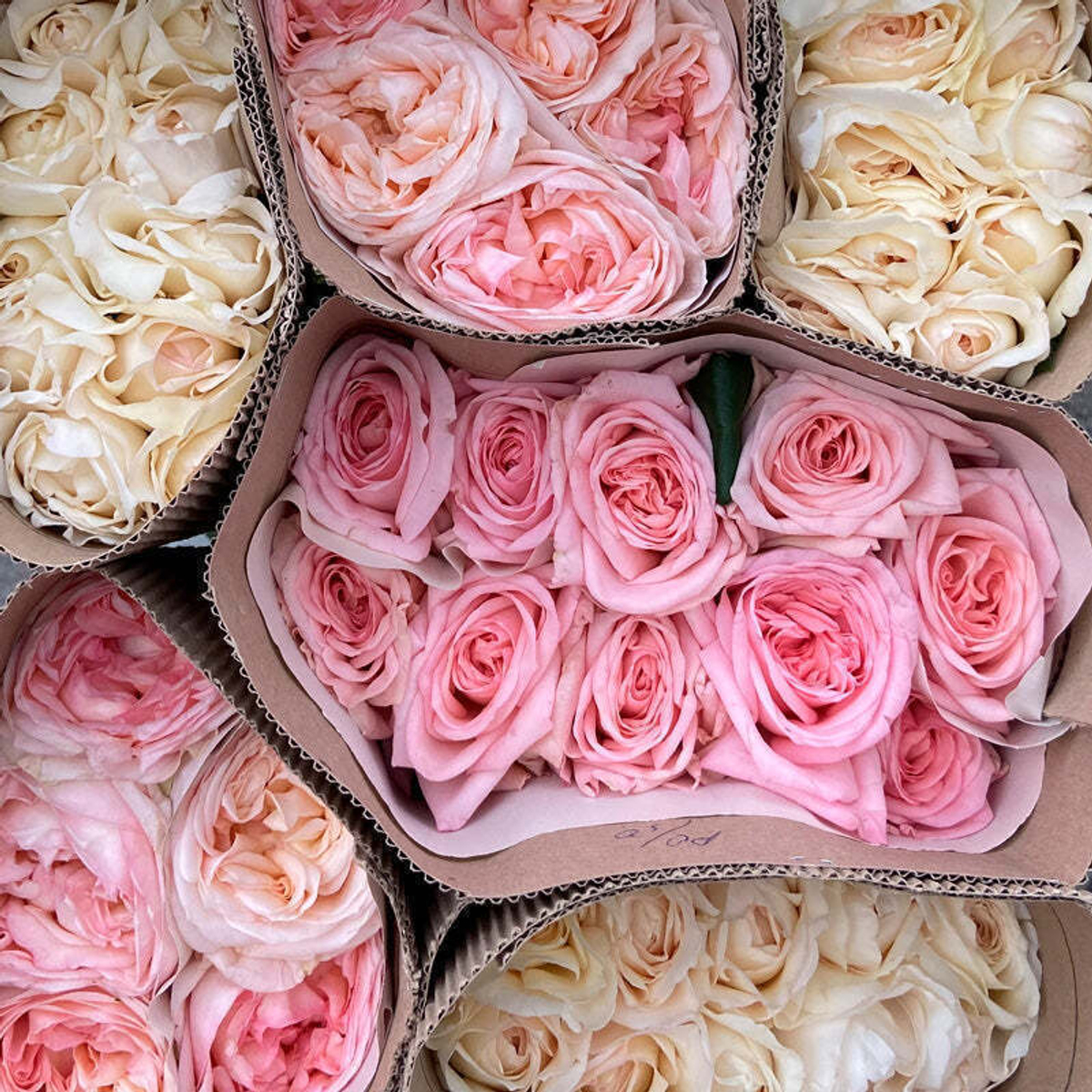 ароматные розы Фея розы