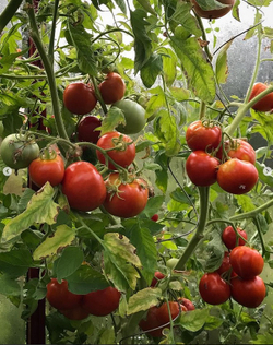 Помидоры Корзиночки из деревни Гарфаньяна - Canestrino Della Garfagnana