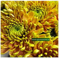 Хризантема крупноцветковая Rossano Elizabeth /О.101 /поставка весна 2026г/
