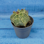Euphorbia meloformis f. Variegated (Эуфорбия вариегатная)