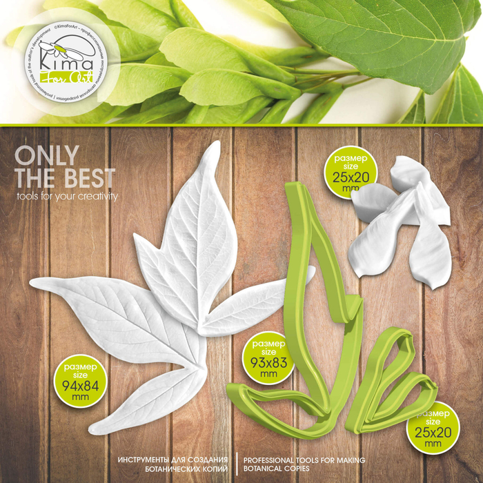 Клен обыкновенный