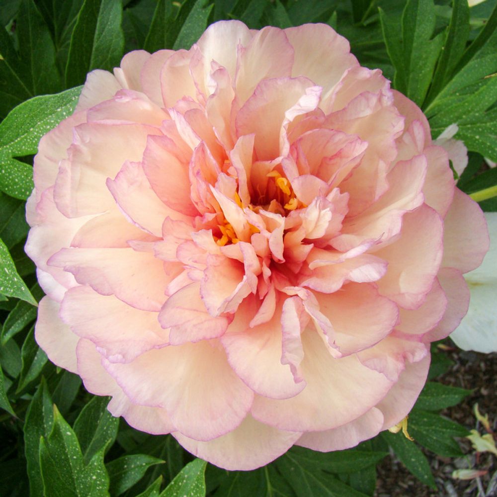 Пион Скрумдидлеумшес 3-5 почек Закупка М81 октябрь 2026 Пион Скрумдидлеумшес 3-5 почек Закупка М81 октябрь 2026