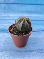 Euphorbia Obesa (Эуфорбия)