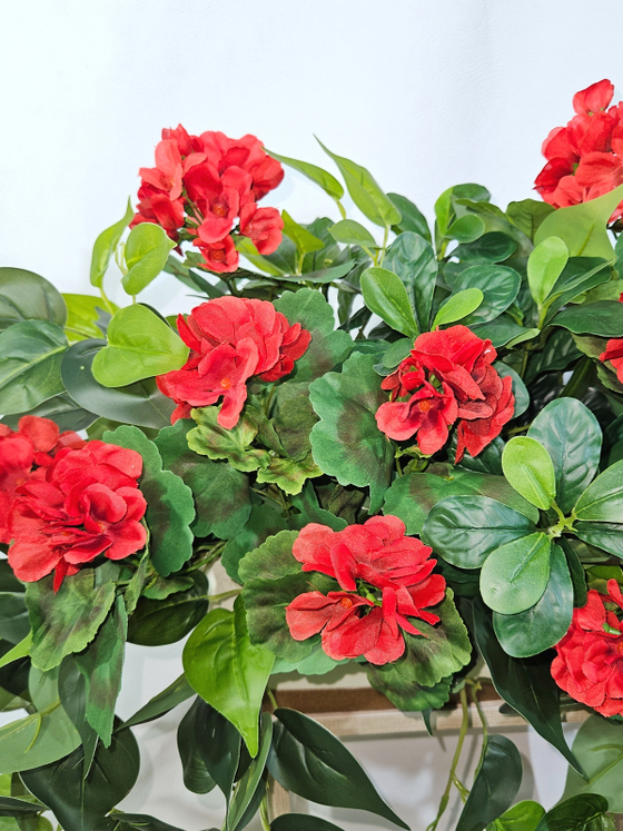 Герань красная с ампельной зеленью 80см в длинном кашпо