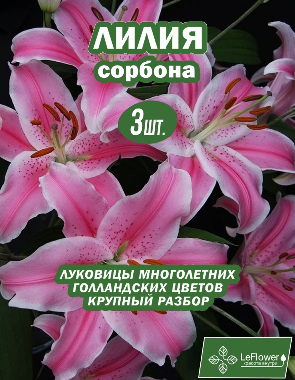 Лилия Луковица, Сорбонна, 3 шт