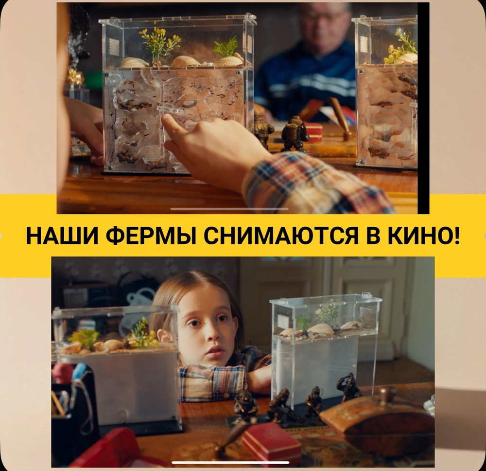 Муравьиная ферма «Майнкрафт» с муравьями в подарок