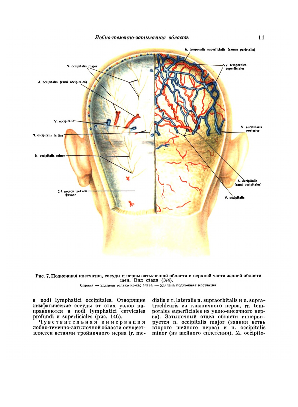 Атлас топографической анатомии человека. Том 1. Голова и шея | Ю.Л. Золотко