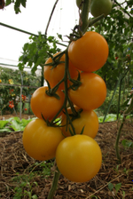 Гуальдино F1 семена томата индетерминантного (Enza Zaden / ALEXAGRO)