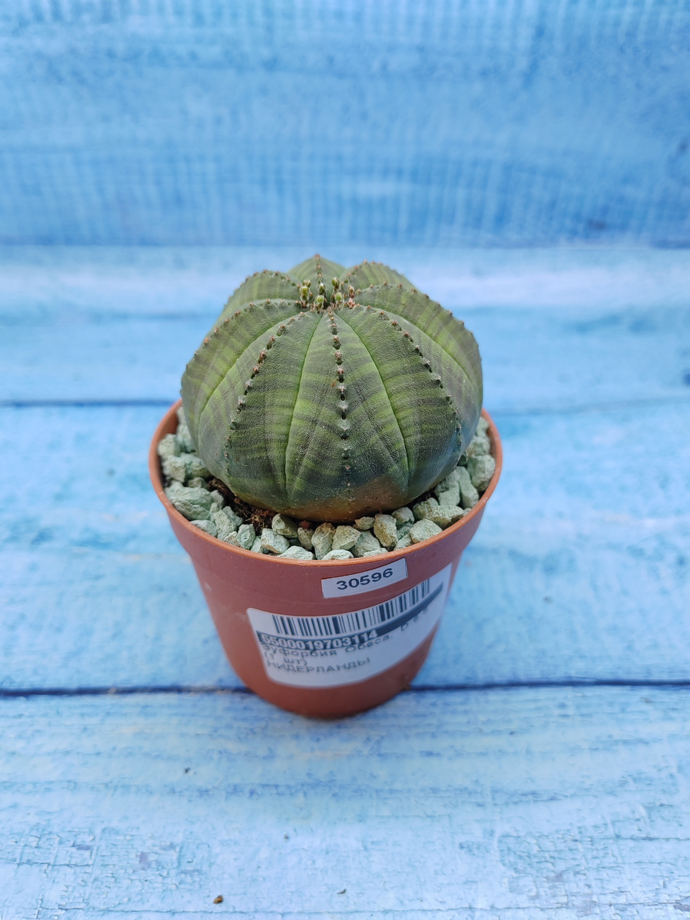 Euphorbia Obesa (Эуфорбия)