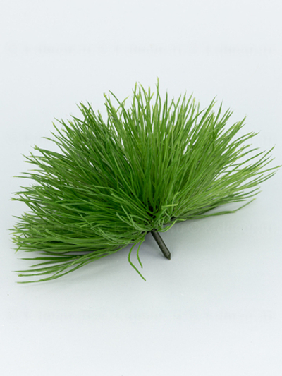 Трава Осока шарик