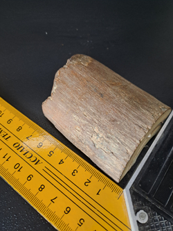 Бивень мамонта для коллекции и поделок