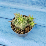 Euphorbia meloformis f. Variegated (Эуфорбия вариегатная)