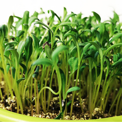 Семена для проращивания мангольда зелёного Малахит (Гавриш)