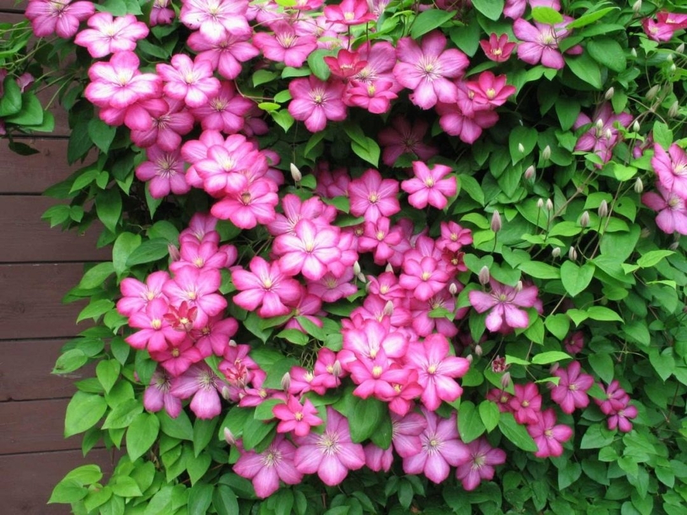 Клематис Ville de Lyon (3 группа обрезки)