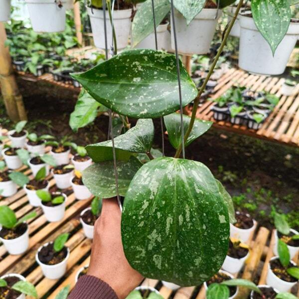 Хойя GLABRA SPLASH