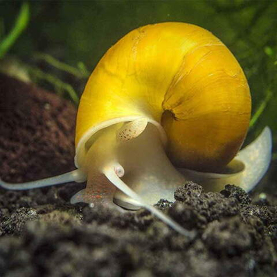 Ампулярия в ассортименте