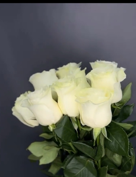 9 роз Мондиаль 70 см плюс белая лента