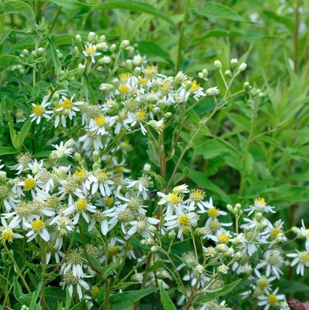 Астра зонтиковидная. Aster umbellatus.