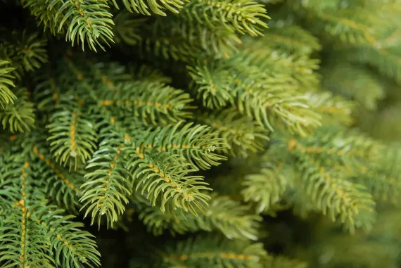 Искусственная елка Графская Премиум 90 см., 100% литая хвоя, ЕлкиТорг (44090)