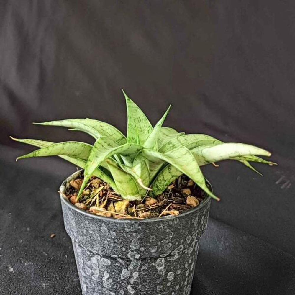 Сансевиерия HONEYMOON