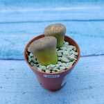 Lithops sp. (Литопсы)