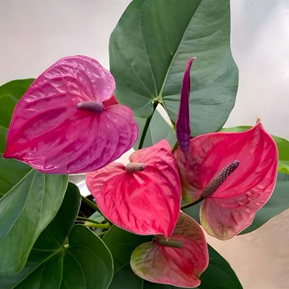 Антуриум Андрэ UTAH