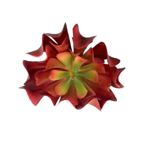 Суккулент 131 красный