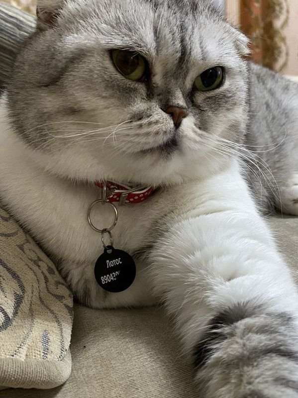 Адресник с гравировкой, для собак и кошек, большая черная косточка 38*25мм (металл)