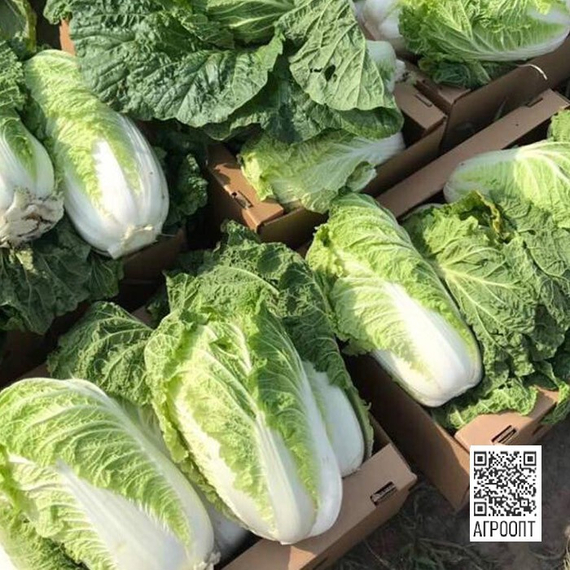 Билко F1 семена капусты пекинской (Bejo / Бейо) – фото 4