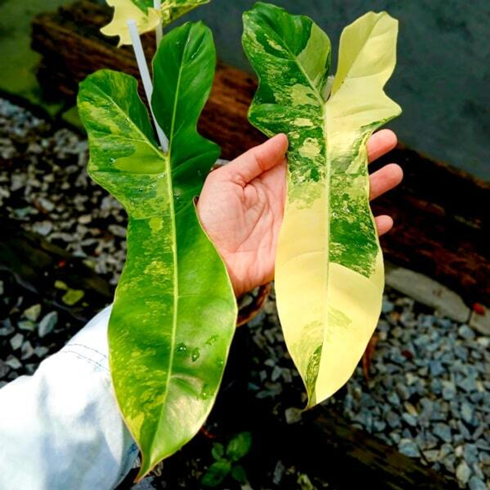 Филодендрон FLORIDA x BILLIETIAE