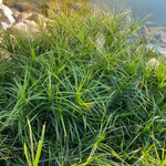 Осока пальмолистная. Carex muskingumensis.