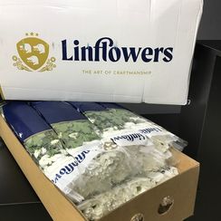 Кустовая хризантема Chic (Шик), плантация Linflowers | Опт