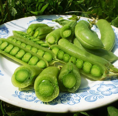 Снеп Горох — Snap Peas