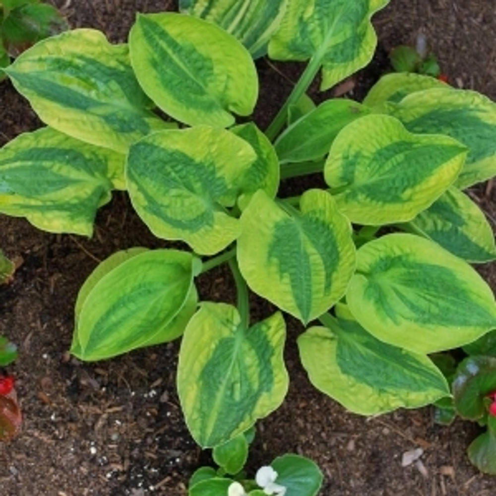 Глед регс. Хоста глед регс. Хоста glad rags. Глед регс. Глед регс.