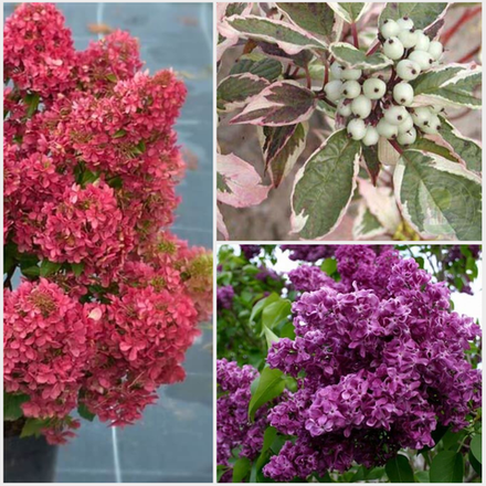 Кустарники