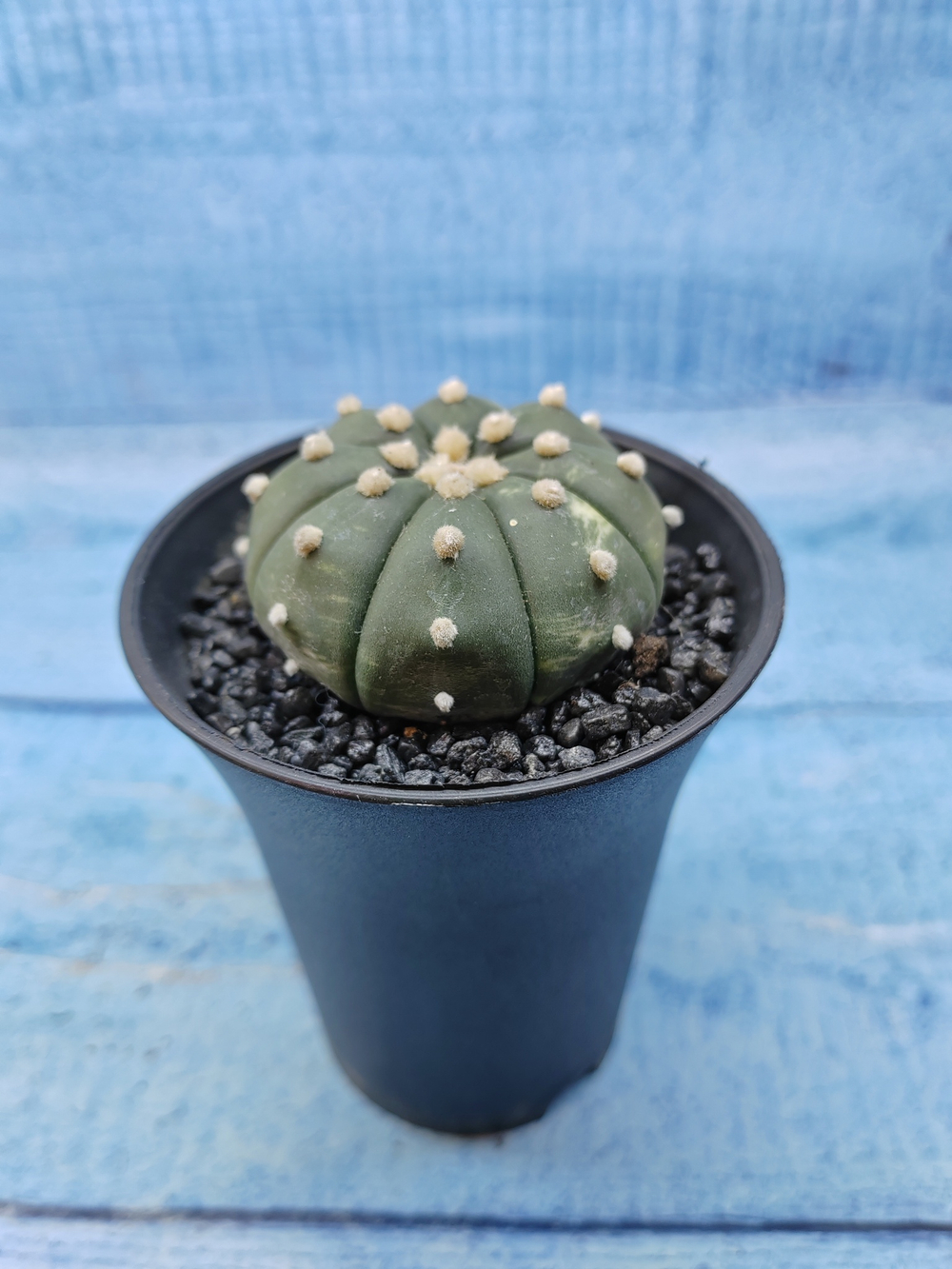 Astrophytum Asterias (Астрофитум)