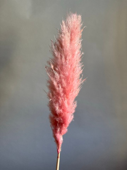 Кортадерия розовая 1 шт