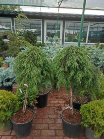 Можжевельник обыкновенный