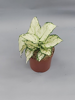 Аглаонема Уайт 12/25