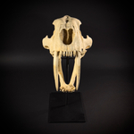 Smilodon на стойке