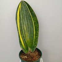 Сансевиерия вариегата масониана