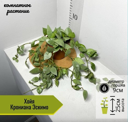 Хойя Крониана Эскимо, D9см H10см, 1шт, Нидерланды