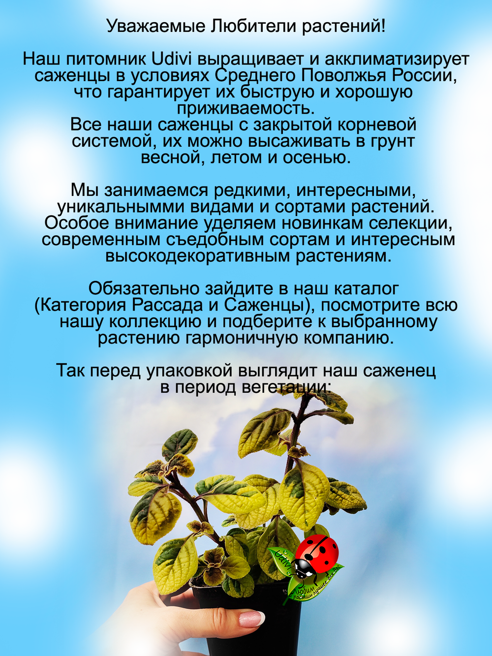 Плектрантус Золото Трои пёстролистный