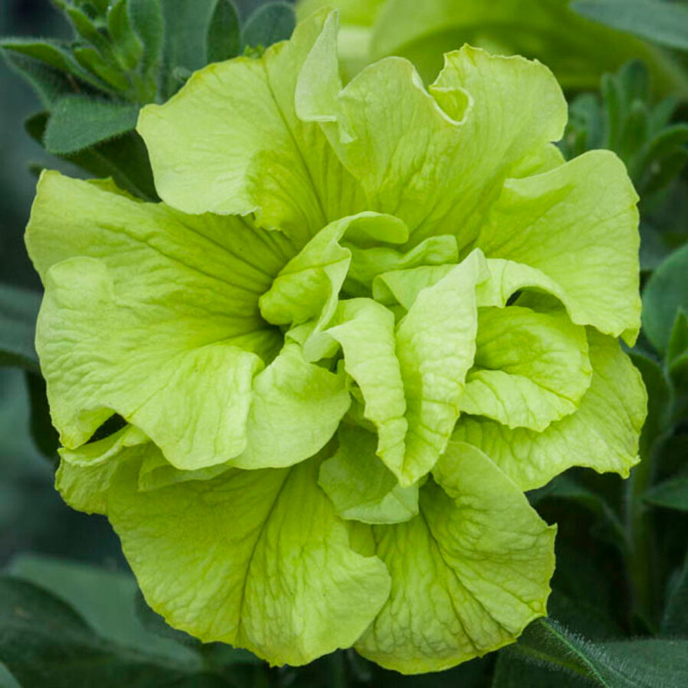 ЕВРО Новинка 2026 Петуния Tumbelina Compact Chartreuse укорененный черенок ОКС февраль 26 Kohen