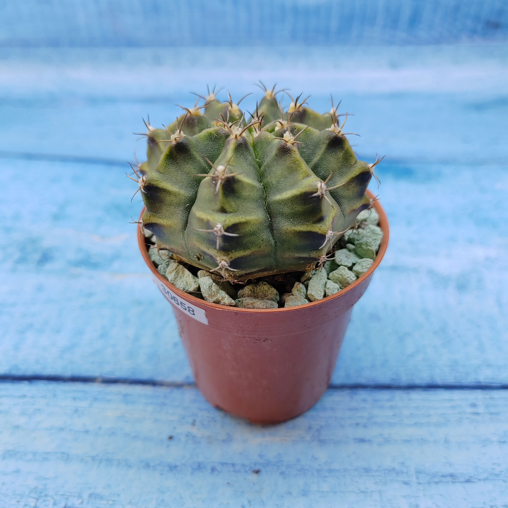 Gymnocalycium Friedrichii (Гимнокалициум)