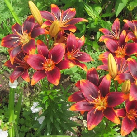 Лилия Форевер Сюзан (5 шт) Волжский Сад