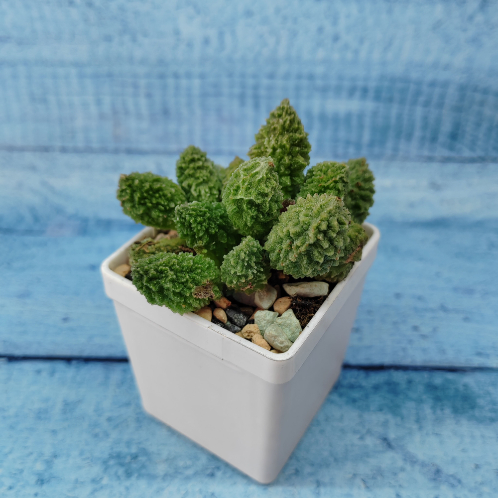 Adromischus Marianiae Lime Drops (Адромискус)
