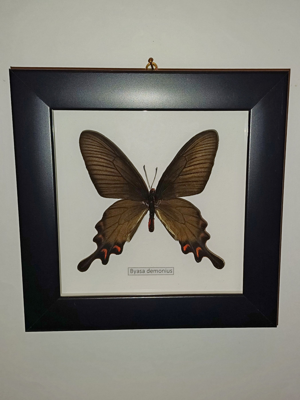 Бабочка Byasa demonius в рамке