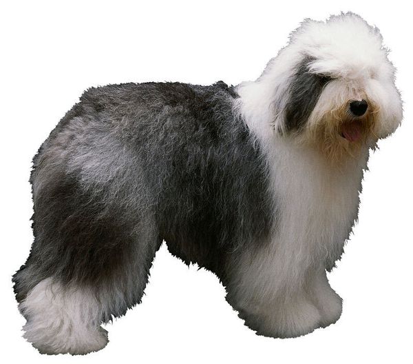 Бобтейл (староанглийская овчарка) Бобтейл (староанглийская овчарка)