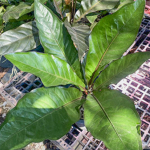 Антуриум PLOWMANII GREEN